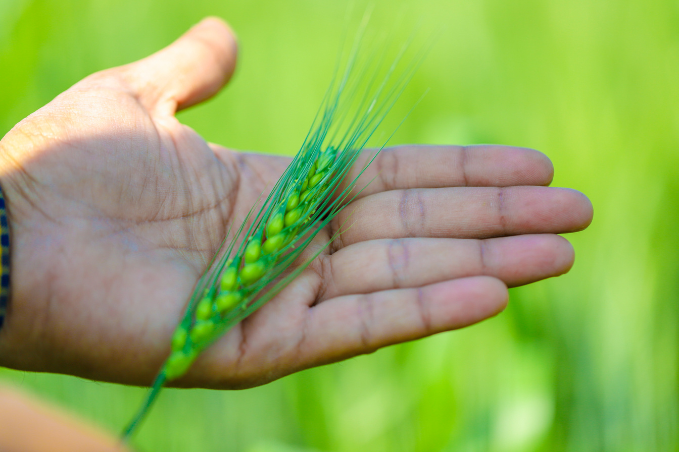Green wheat farm india